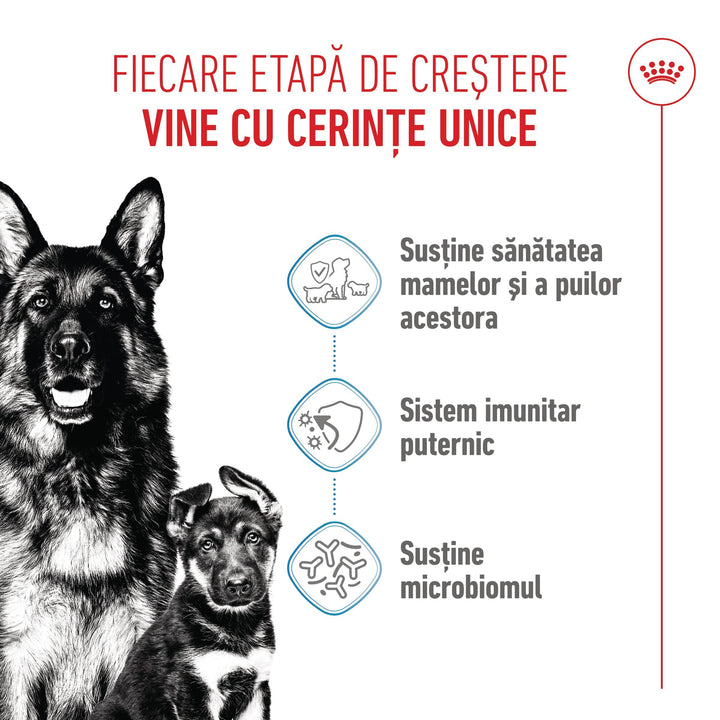 Royal Canin Maxi Starter Mother &amp; Babydog, mama si puiul, hrana uscata caine, 4 kg