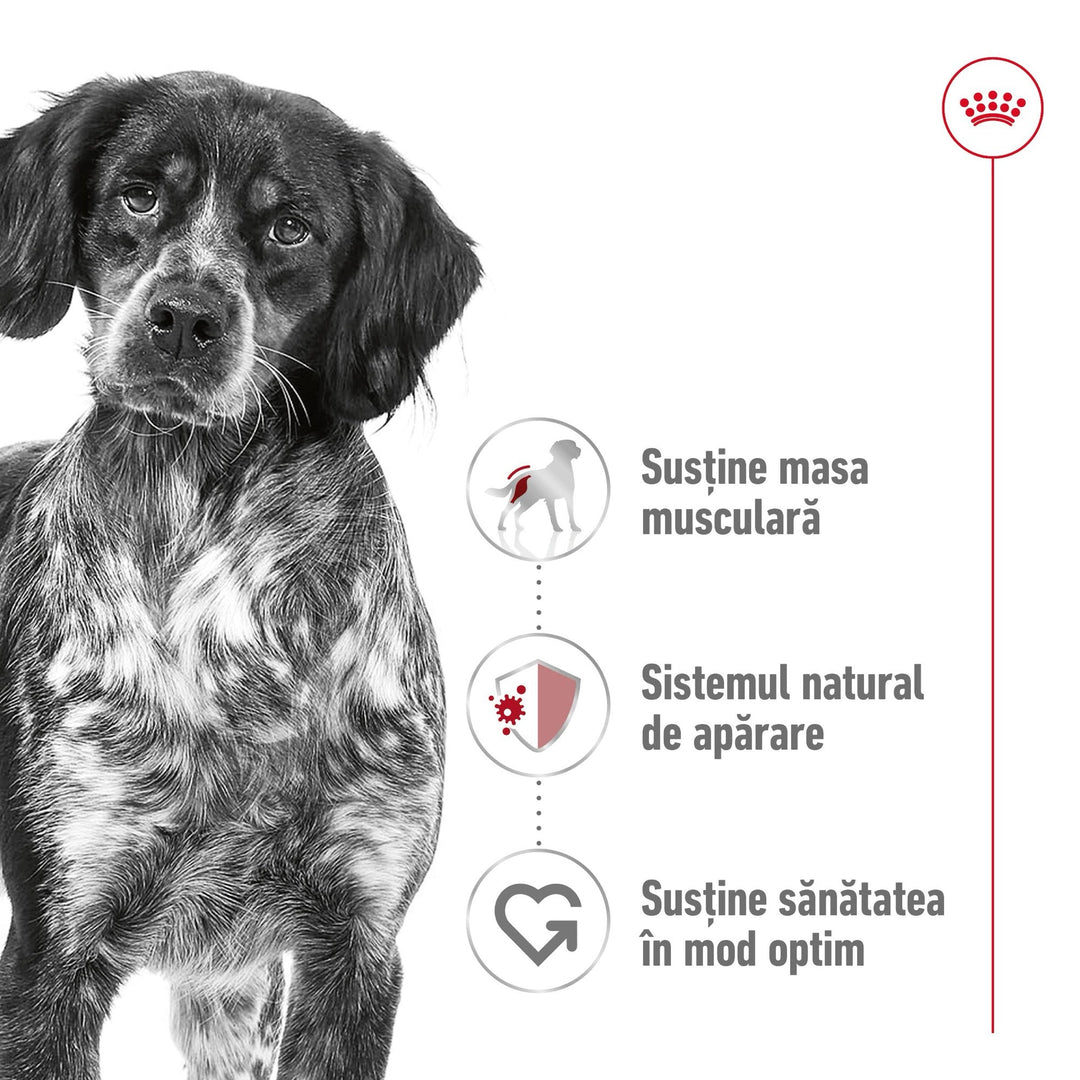 Royal Canin Medium Adult hrana uscata caine, 15 kg