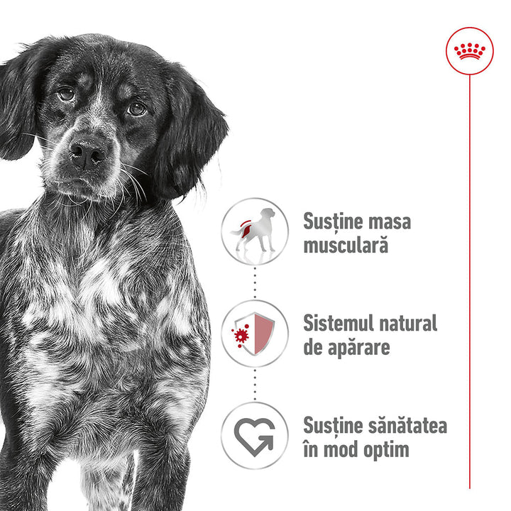 Royal Canin Medium Adult hrana umeda caine (in sos), 10 x 140 g