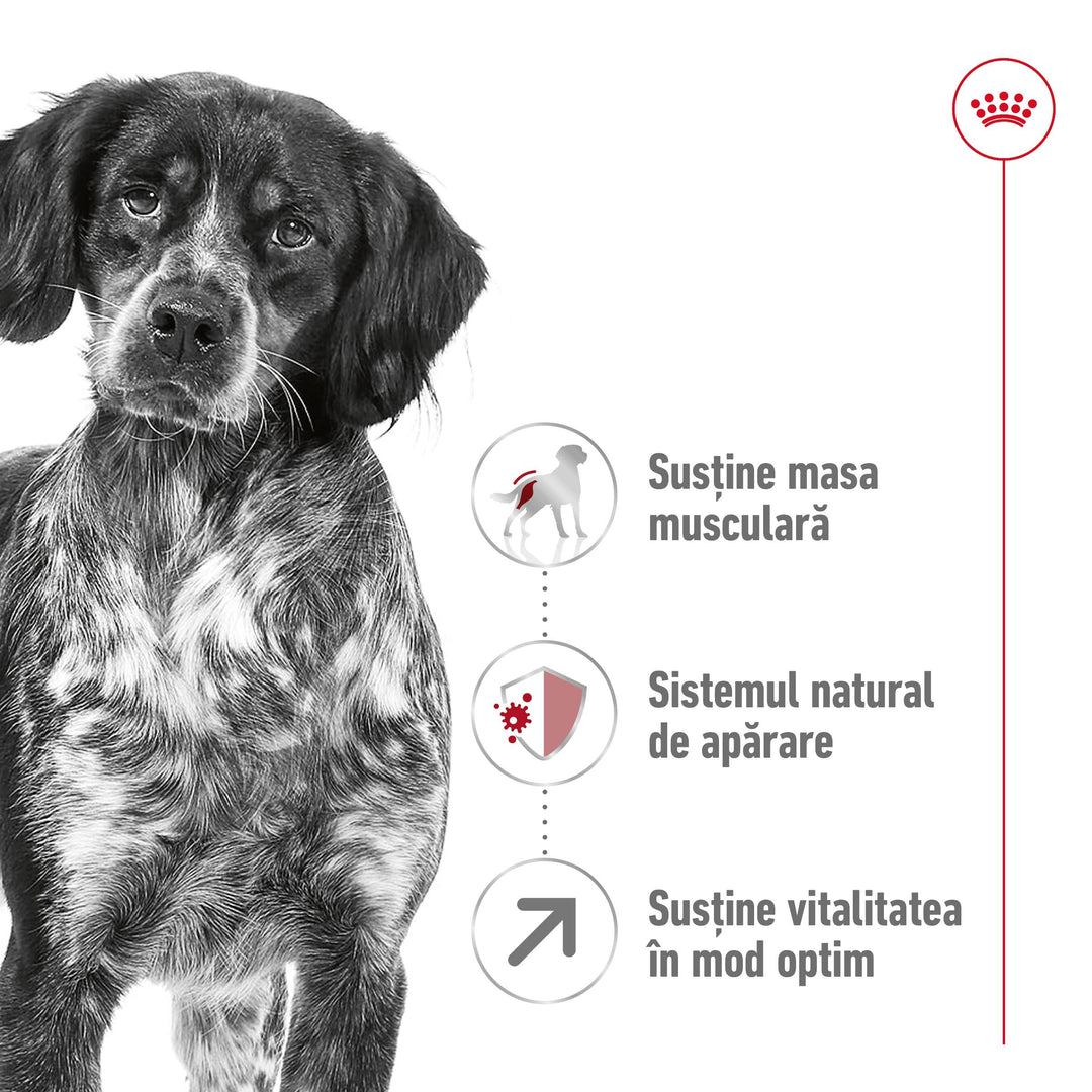 Royal Canin Medium Adult 7+  hrana uscata caine, 15 kg