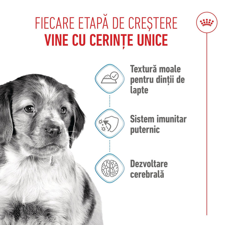 Royal Canin Medium Puppy hrana umeda caine junior (in sos), 10 x 140 g