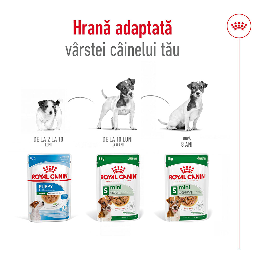 Royal Canin Mini Adult hrana umeda caine (in sos), 12 x 85 g