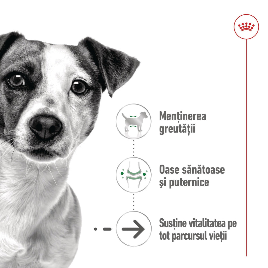 Royal Canin Mini Ageing 12+  hrana umeda caine senior (in sos), 12 x 85 g