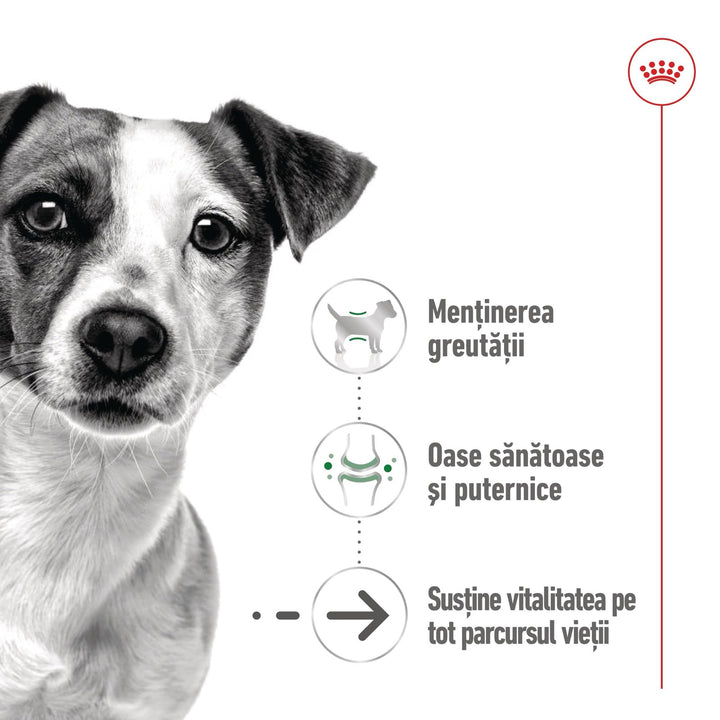 Royal Canin Mini Ageing 12+  hrana umeda caine senior (in sos), 12 x 85 g