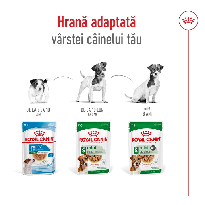 Royal Canin Mini Ageing 12+ hrana umeda caine senior (in sos), 12 x 85 g