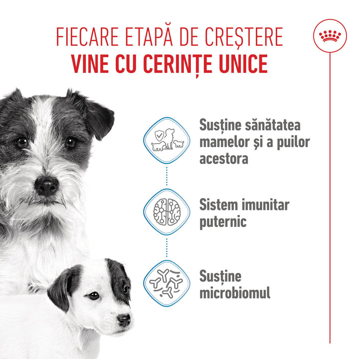 Royal Canin Mini Starter Mother &amp; Babydog, mama si puiul, hrana uscata caine, 4 kg