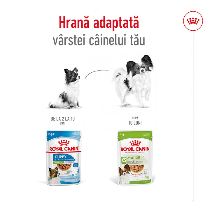 Royal Canin X-Small Adult hrana umeda caine (in sos), 12 x 85 g