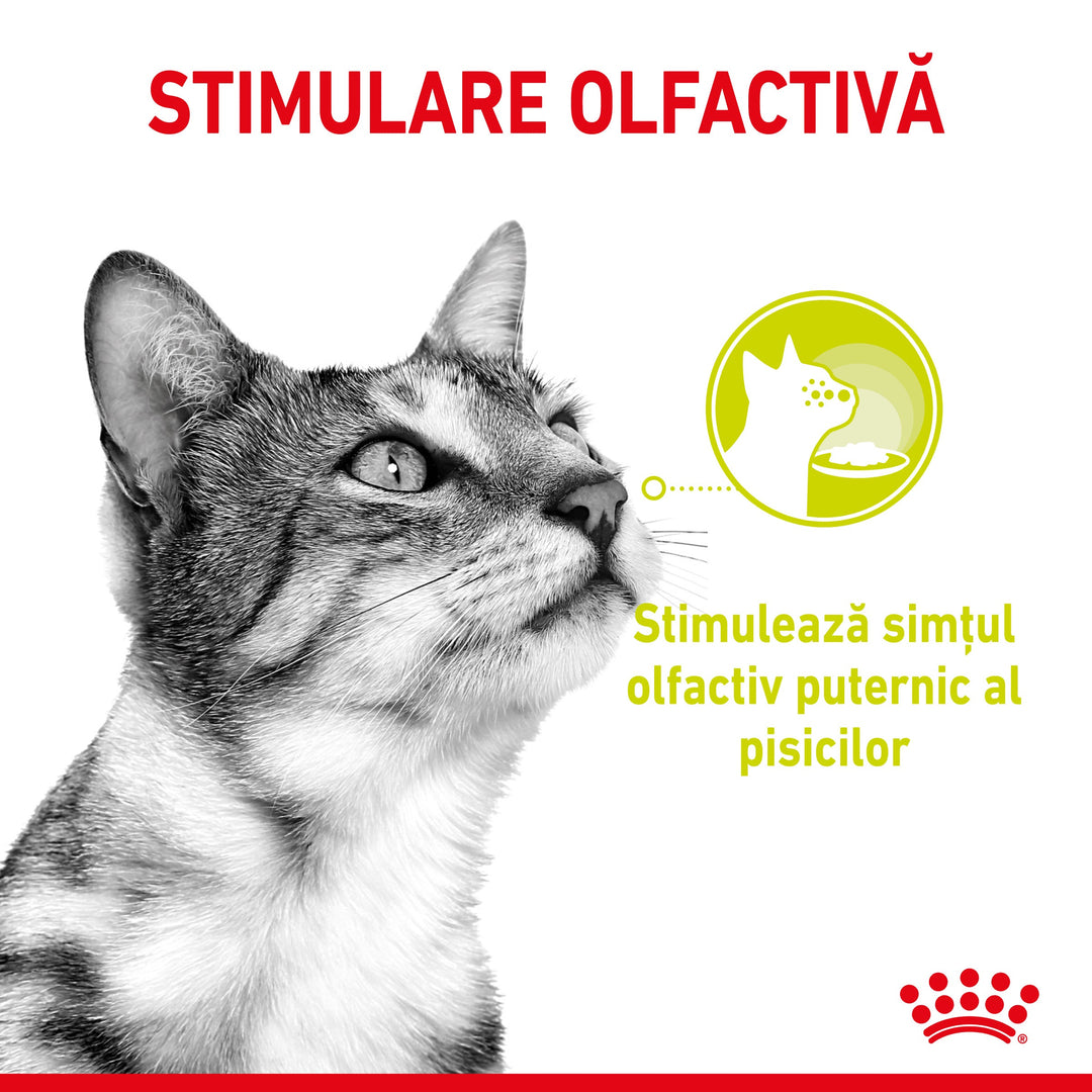 Royal Canin Sensory Smell, hrana umeda pisici, stimularea mirosului (in sos), 12 x 85 g
