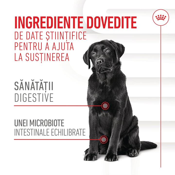 Royal Canin Digestion Chews Adult Supplements, suplimente masticabile, 160g