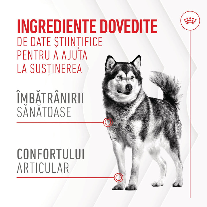 Royal Canin Joint &amp; Ageing Chews Adult Supplements, suplimente masticabile, 240g