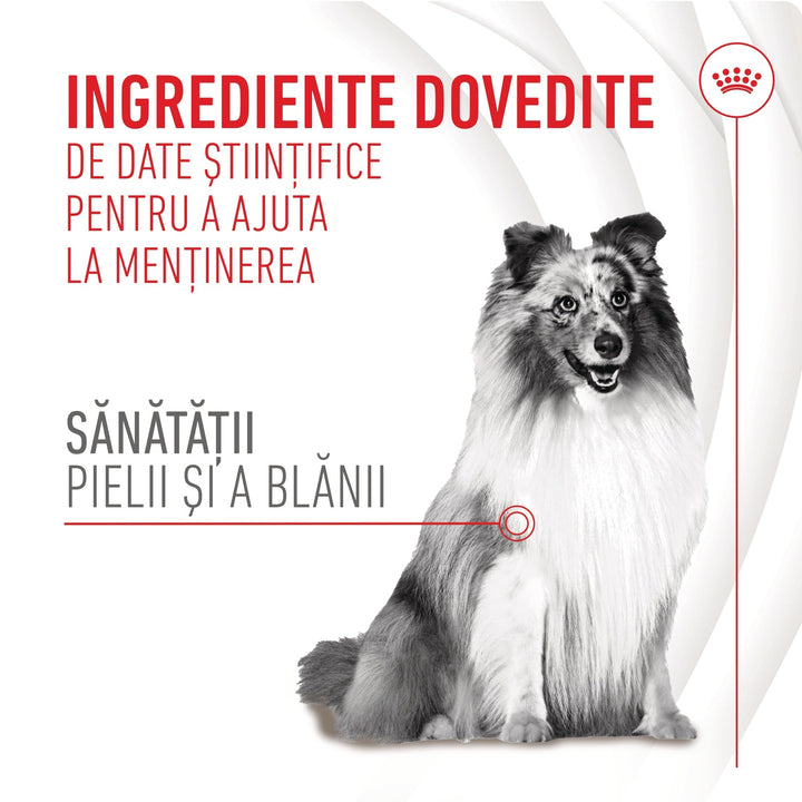 Royal Canin Skin &amp; Coat chews Adult Supplements, suplimente masticabile, 240g