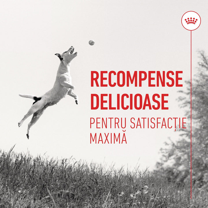 Royal Canin Training Treats, recompense nutritionale pentru dresaj, 8x110g