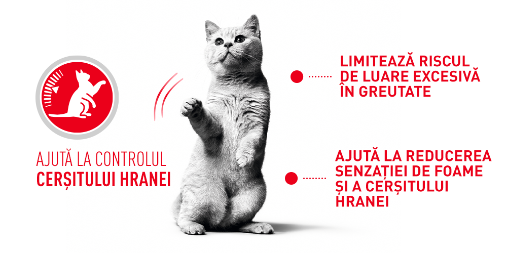 Hrana Uscata Pisici Royal Canin 293240 | Adult, Sterilizat, 10kg