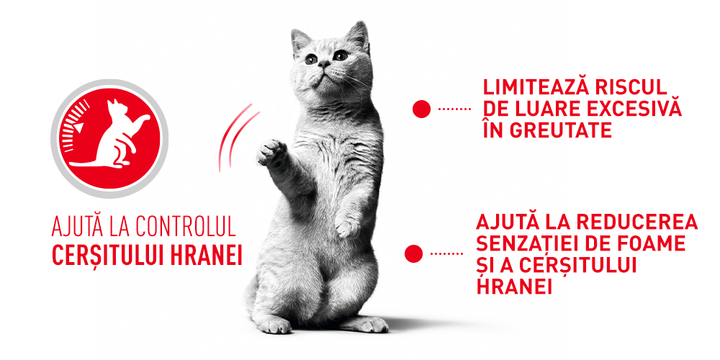 Hrana Uscata Pisici Royal Canin 293240 | Adult, Sterilizat, 10kg