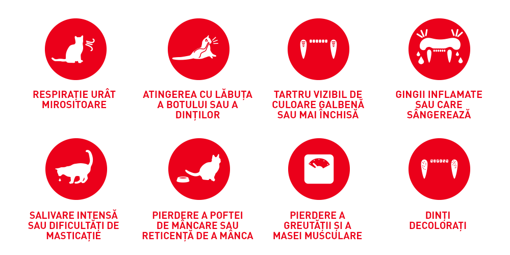 Hrana Uscata Pisici Royal Canin 216220 | Oral Care, Adult, 1.5kg