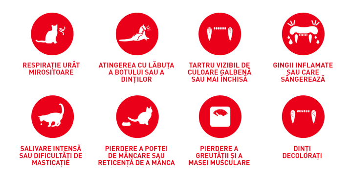 Hrana Uscata Pisici Royal Canin 216220 | Oral Care, Adult, 1.5kg