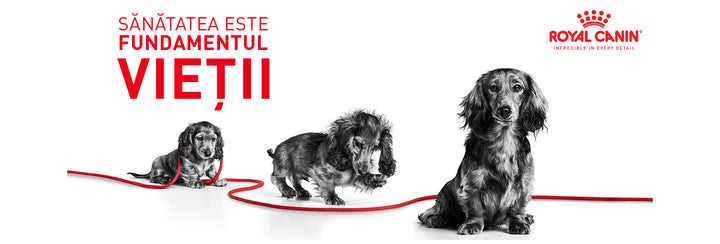 Royal Canin Mini Starter Mother &amp; Babydog, mama si puiul, hrana uscata caine, 4 kg