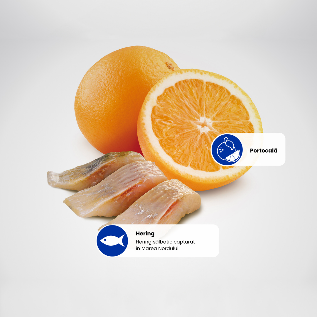 Protein Sources - Herring-Orange