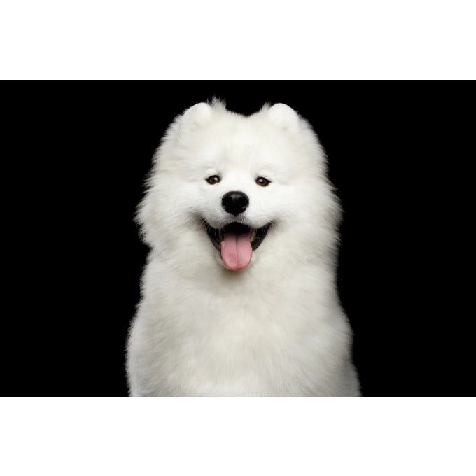 Superior Care White Dogs Snacks GF Crestere si Dezvoltare Sanatoasa pentru Juniori cu Insecteru Sustinerea Cresterii si 