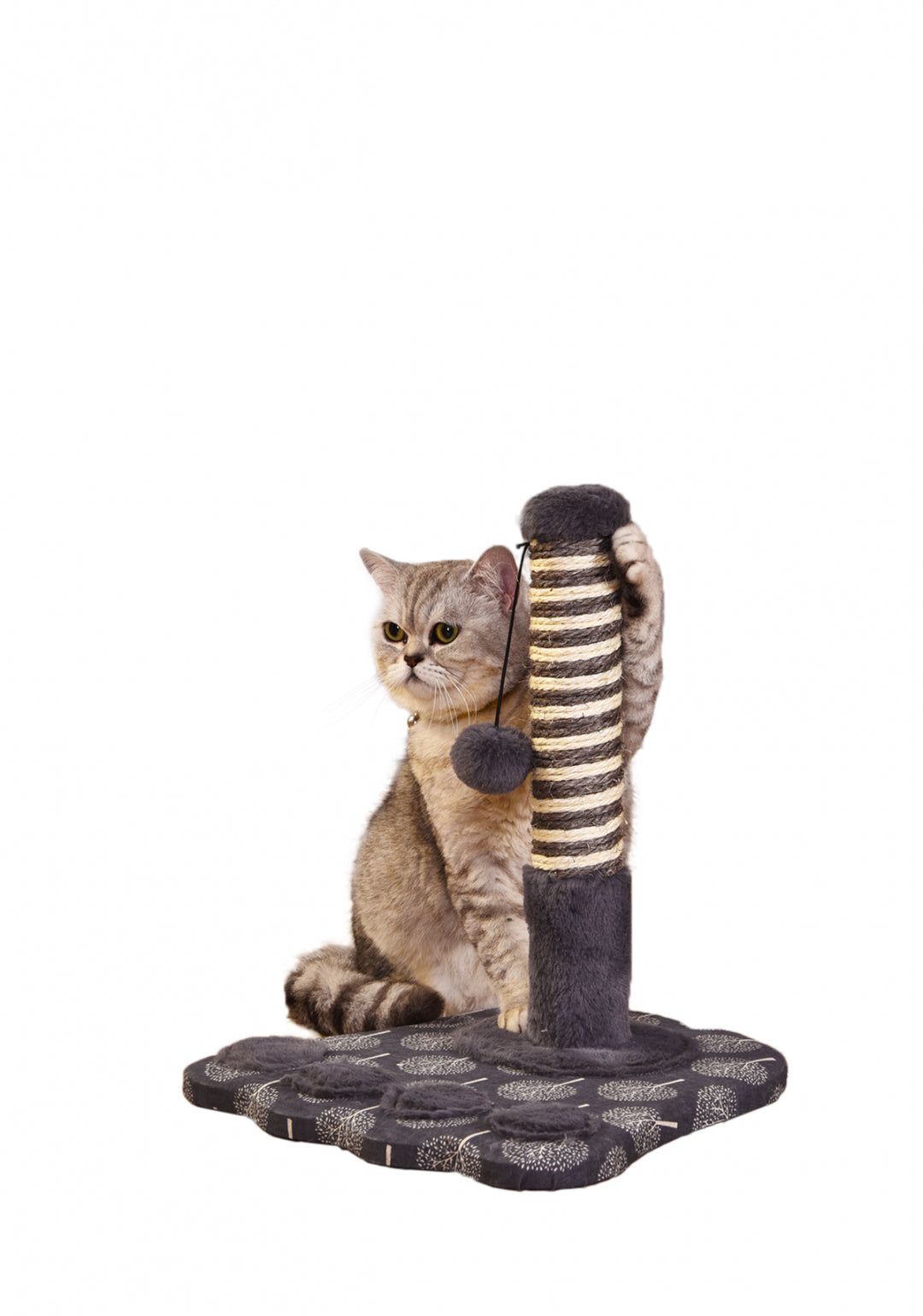 Sisal Clive CAT2392