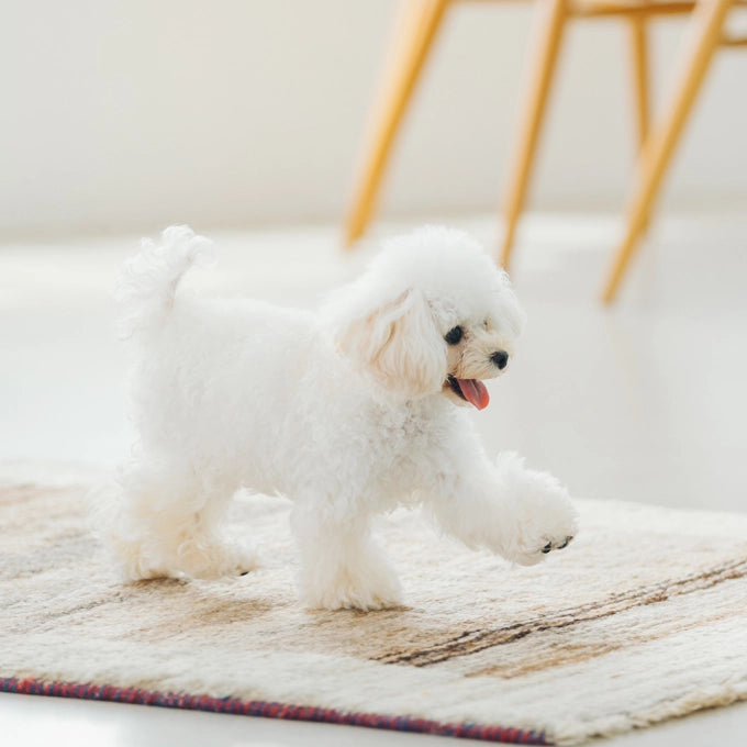 Superior Care Sensitive Skin Stomach Lamb Adult All Breed 10 Kg